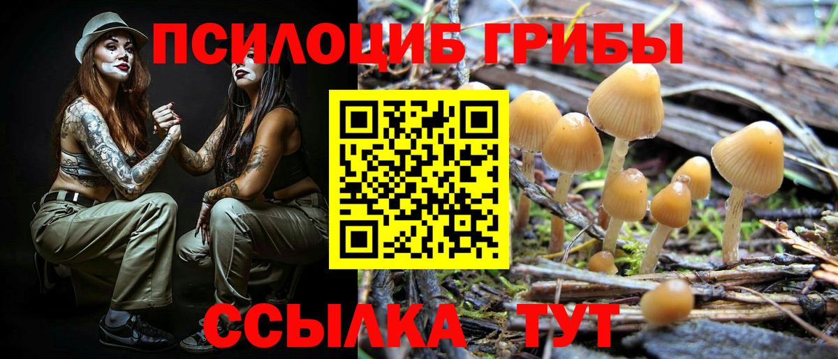 Псилоцибиновые грибы Psilocybe Черняховск